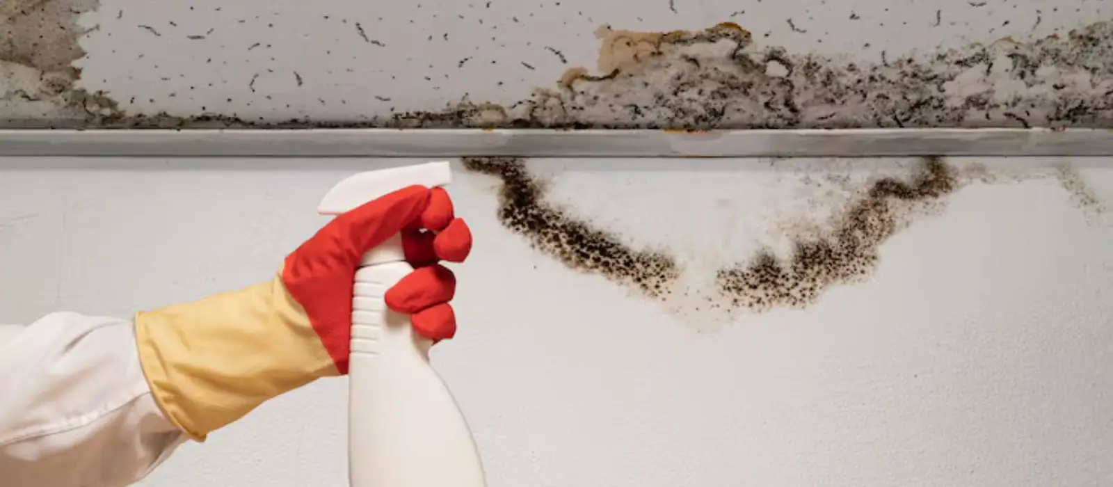Gloved hand holding a spray bottle beside black mold along a ceiling edge