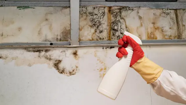 Gloved hand with a spray bottle beside mold along wall framing