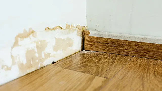 Water stain and peeling paint along the base of a wall above wood flooring